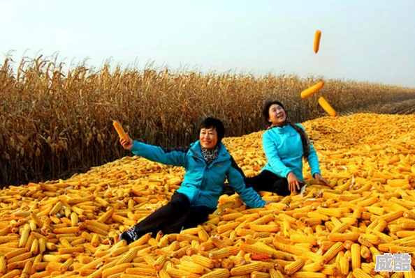 情缠乡村玉米地丰收在望爱恨纠葛即将揭晓